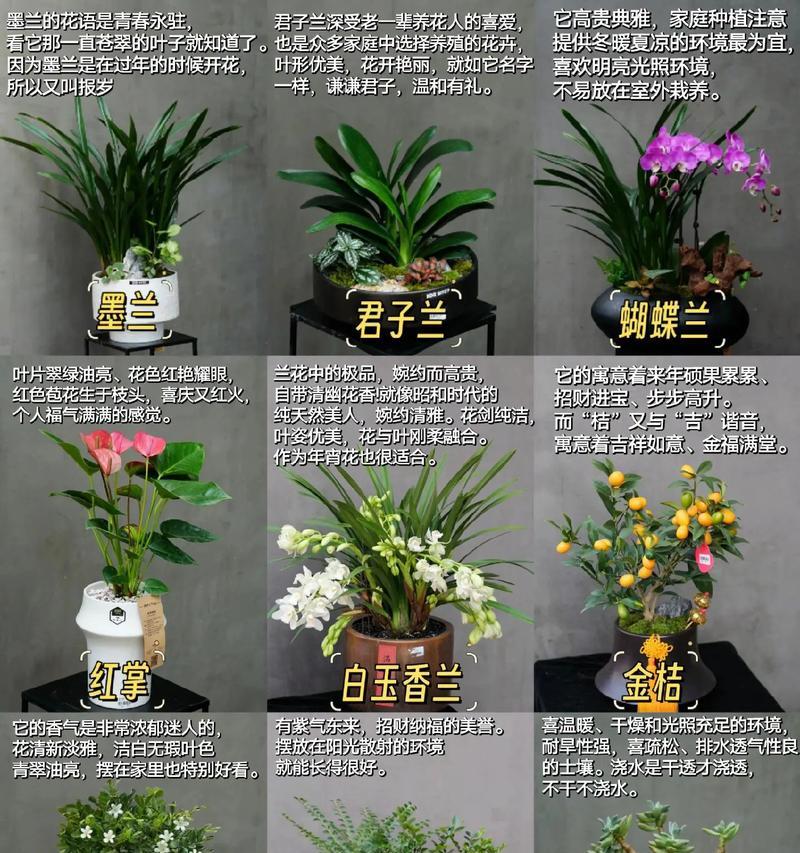 给妈妈的花有哪些寓意？如何选择寓意温馨的花卉？