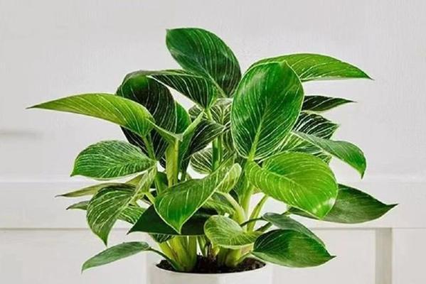 给妈妈的花有哪些寓意？如何选择寓意温馨的花卉？