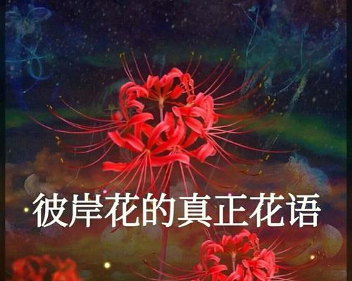 哪种花象征保护和代表守护的花卉花语是什么？