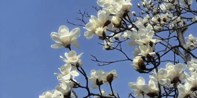花遇和风象征着什么？