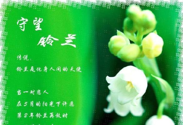 哪种花卉的花语最特别？独特花语的花卉有哪些？