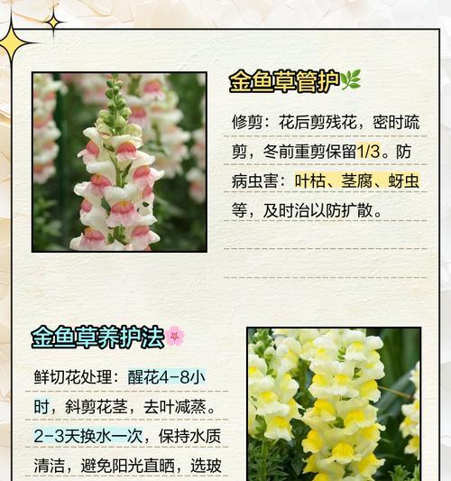 姬金鱼草代表了什么情感？