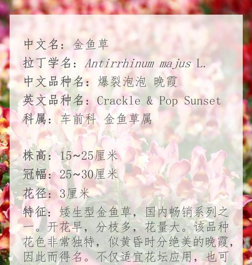 姬金鱼草代表了什么情感？