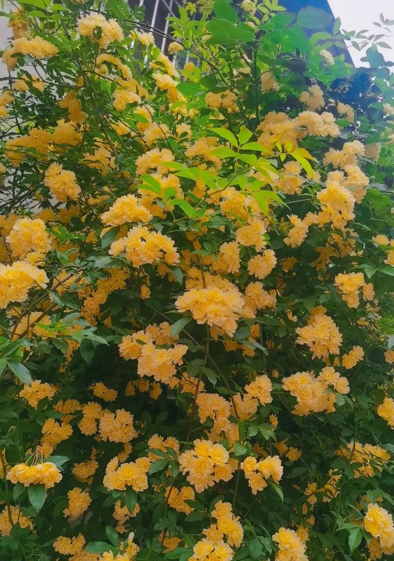 希望追求的花朵有哪些？