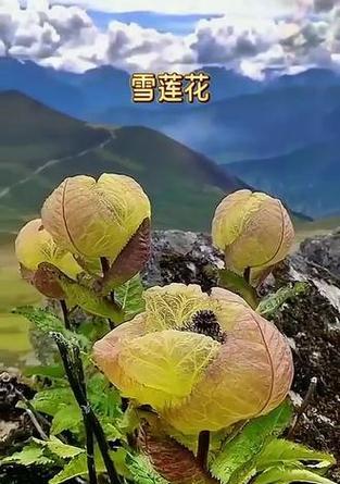 雪莲象征什么？花语有哪些特别含义？
