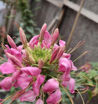 贡花在灵牌上的象征是什么？