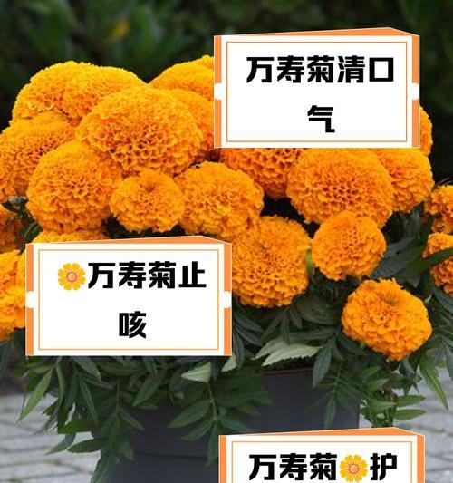 万寿菊花语代表什么？有哪些特别含义？