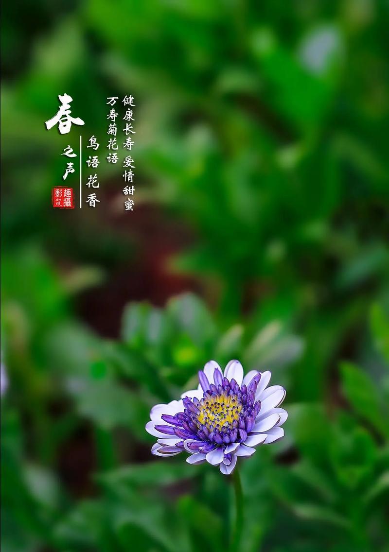 万寿菊花语代表什么？有哪些特别含义？