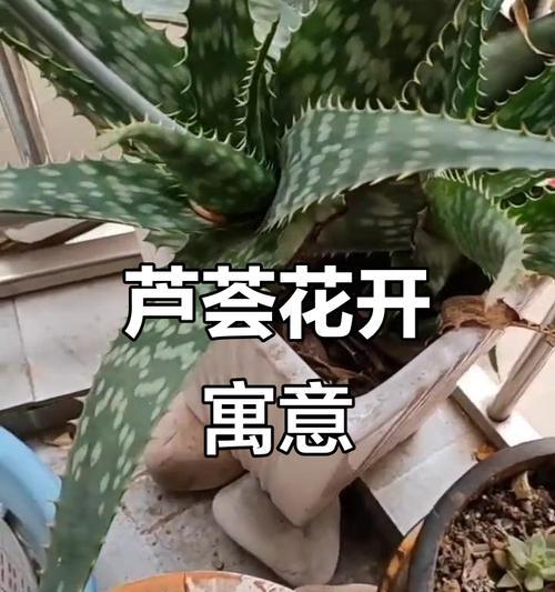 芦荟花语象征着什么？寓意有哪些？
