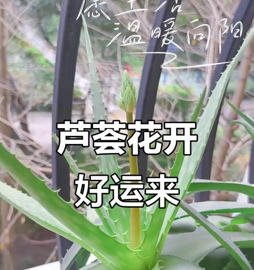 芦荟花语象征着什么？寓意有哪些？