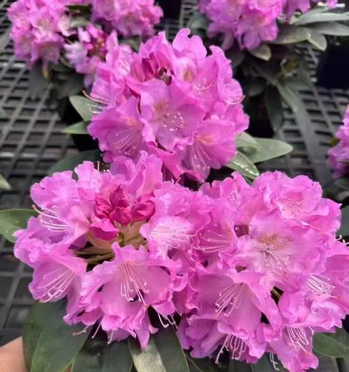杜鹃花的美好寓意和花语是什么？
