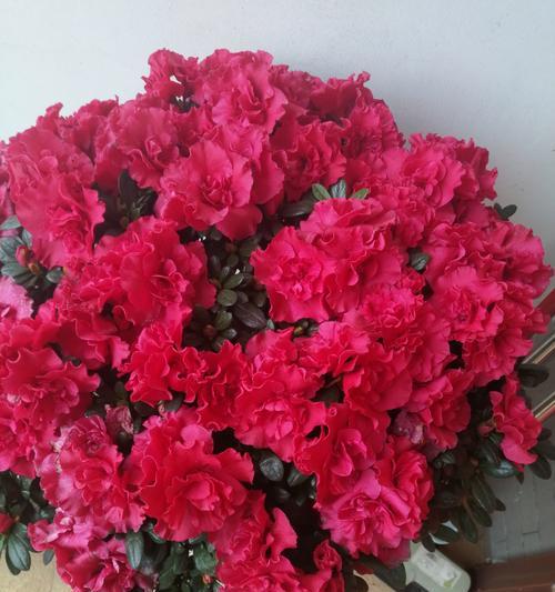 杜鹃花的美好寓意和花语是什么？
