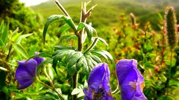 花朵的双重角色：它们的作用和象征意义是什么？