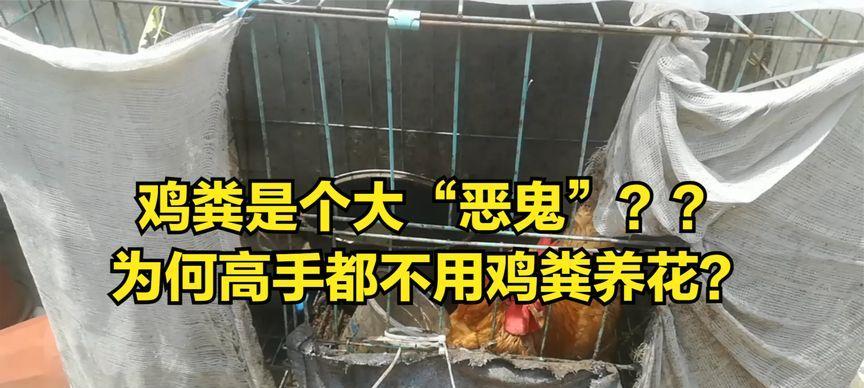 牛粪花的花语是什么？牛粪花象征着什么？