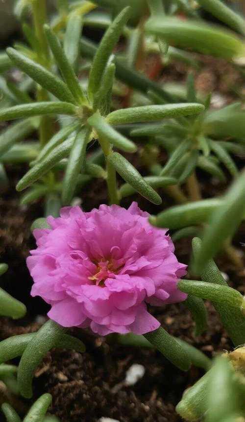 牛粪花的花语是什么？牛粪花象征着什么？