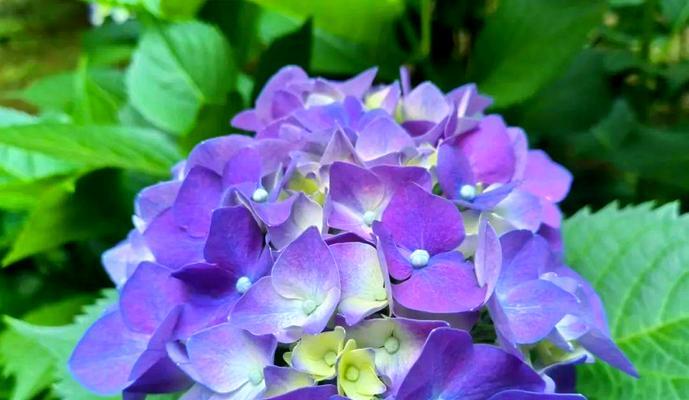 哪些花卉既浪漫又有美好寓意？它们各自象征着什么？