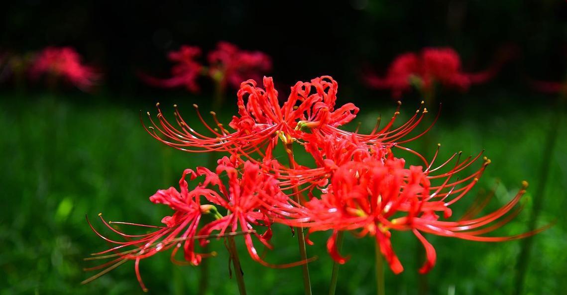 正室象征的花有哪些？它们的寓意是什么？