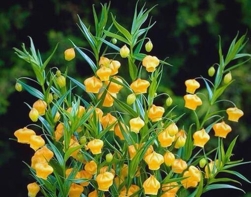 正室象征的花有哪些？它们的寓意是什么？