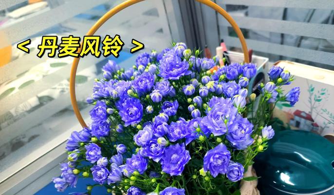 纯洁百合的平淡简单花语（用百合花语演绎生活的简单美好）