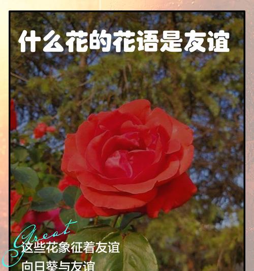 纯洁百合的平淡简单花语（用百合花语演绎生活的简单美好）