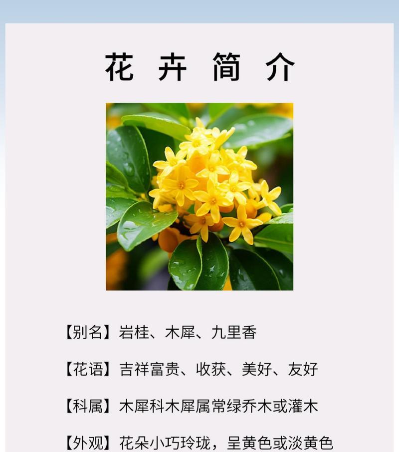 桂花的花语与寓意（桂花的花语及寓意解析，欣赏桂花之美）