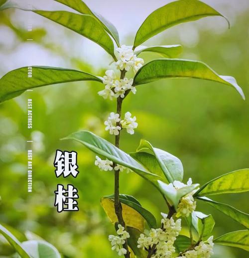 桂花的花语与寓意（桂花的花语及寓意解析，欣赏桂花之美）