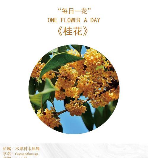 桂花的花语与寓意（桂花的花语及寓意解析，欣赏桂花之美）