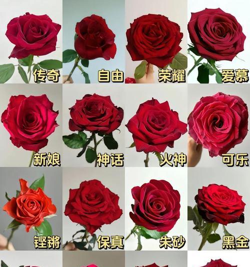 玫瑰花的象征意义（用鲜花传递情感，24朵玫瑰的意义解读）