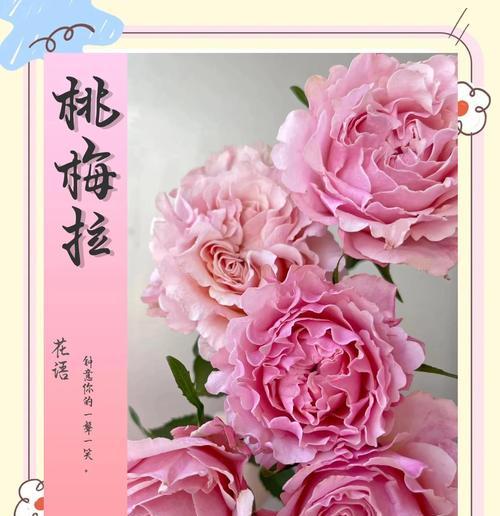 花语告白（恭喜的花语，不仅祝福更是真挚关怀）