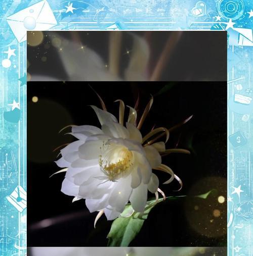 昙花的寓意与花语（逝去的美丽与无常的人生）