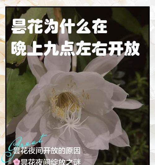 昙花的寓意与花语（逝去的美丽与无常的人生）
