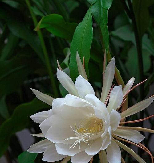 昙花的寓意与花语（逝去的美丽与无常的人生）