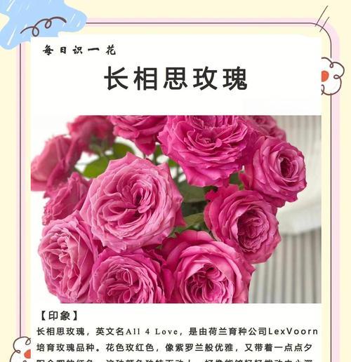 康乃馨花束的意义与象征（探寻康乃馨花束背后的深层含义）