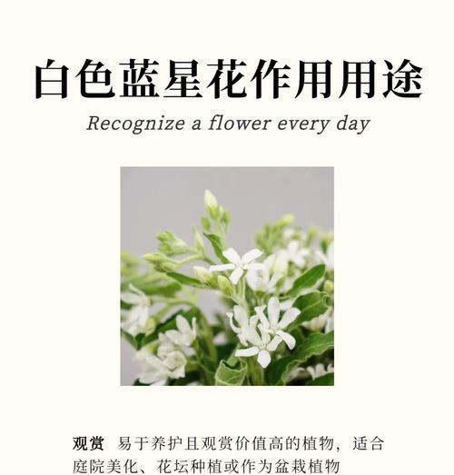 康乃馨花束的意义与象征（探寻康乃馨花束背后的深层含义）
