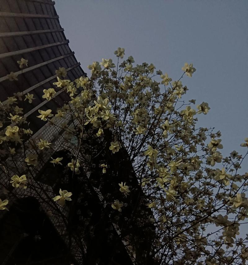 白玉兰花语的深意（探寻白玉兰花语的传递之道）