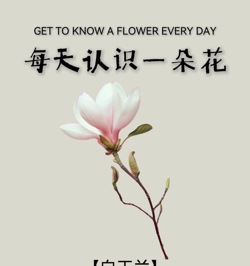白玉兰花语的深意（探寻白玉兰花语的传递之道）