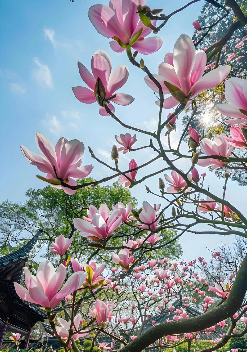 白玉兰花语的深意（探寻白玉兰花语的传递之道）