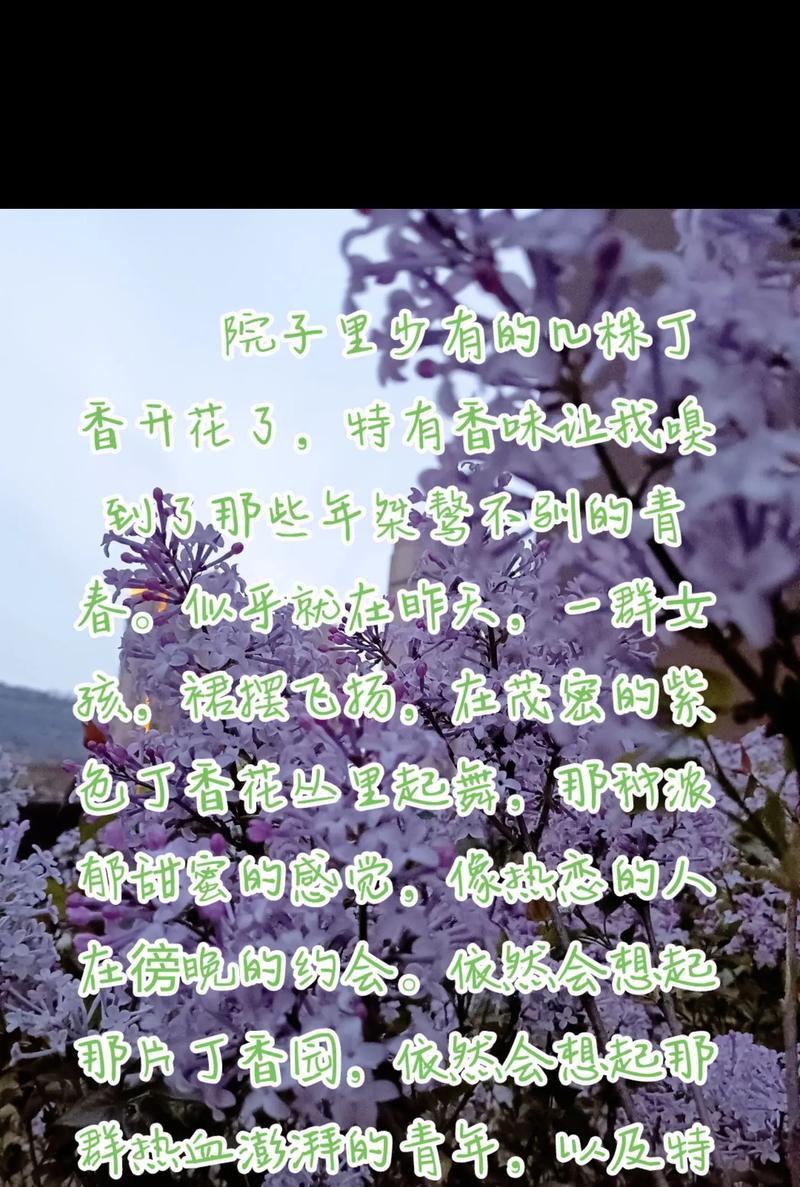 丁香花的花语及其含义解析（丁香花花语传递的情感与寓意）