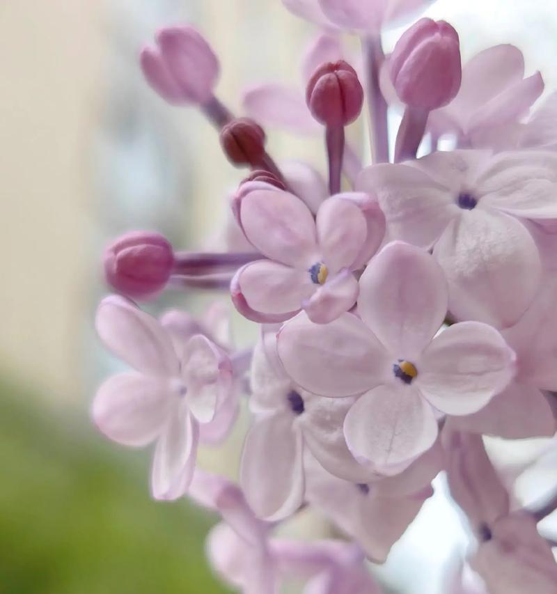 丁香花的花语及其含义解析（丁香花花语传递的情感与寓意）