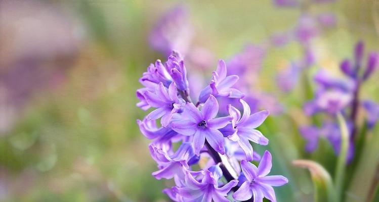 紫色风信子的花语与意义（探寻紫色风信子的隐含信息）