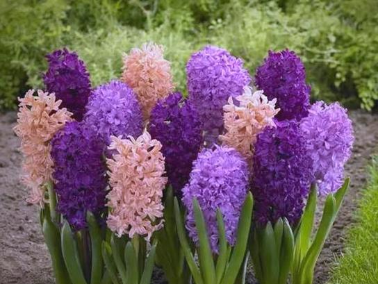 紫色风信子的花语与意义（探寻紫色风信子的隐含信息）