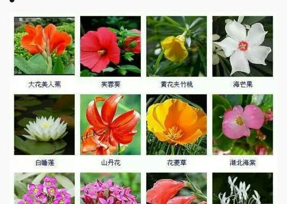 蜀葵花语的象征意义与内涵（探秘蜀葵花背后的寓意与情感）