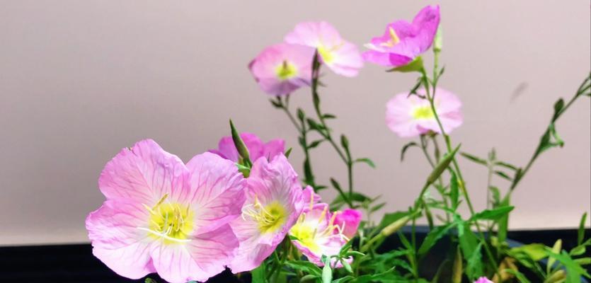 美丽月见草的花语（揭示月见草花语中的秘密，让我们重新定义自己）