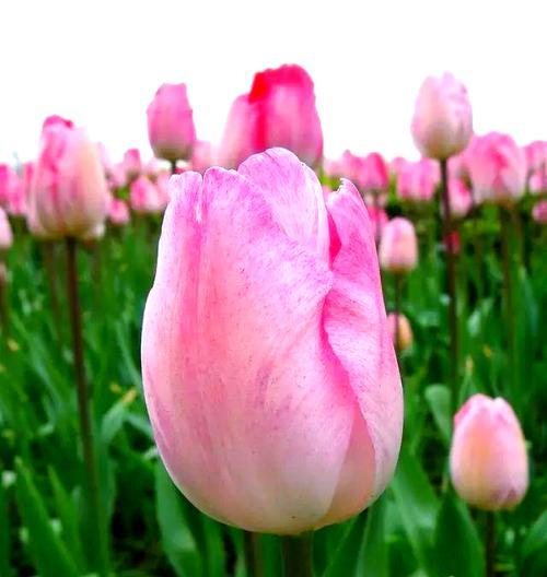 哪种花象征着友情和祝福？友情花的寓意是什么？