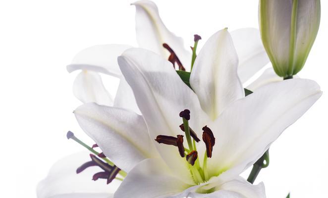 哪种花象征着友情和祝福？友情花的寓意是什么？