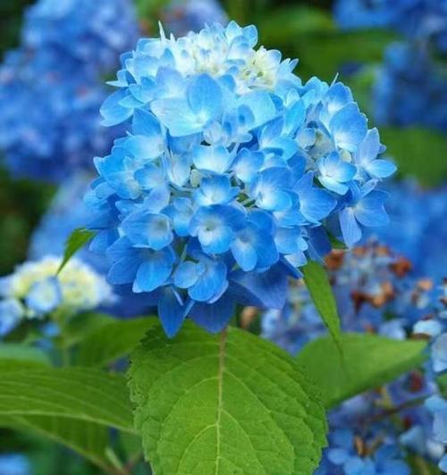 蓝色的花含义都是什么？蓝色花代表了哪些情感？