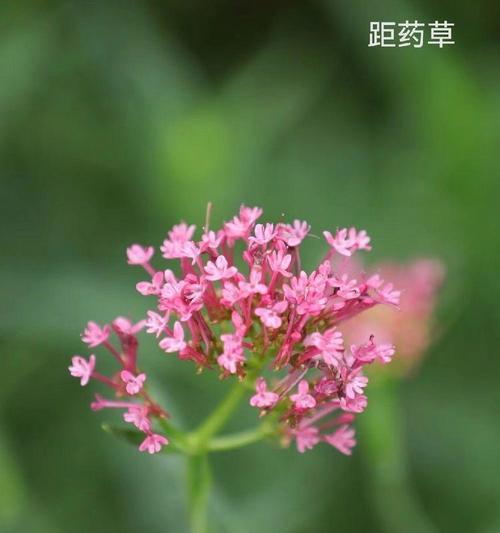 簪绿色的花有何寓意？绿色花的象征意义是什么？