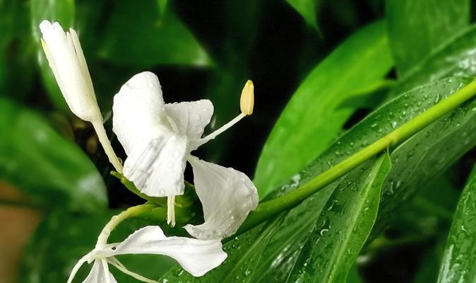 簪绿色的花有何寓意？绿色花的象征意义是什么？