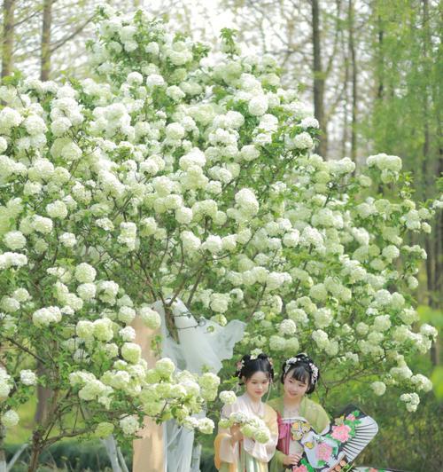 簪绿色的花有何寓意？绿色花的象征意义是什么？