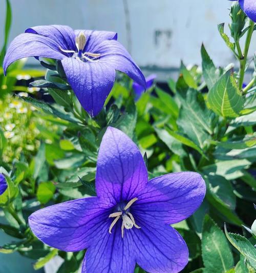 绿色桔梗花象征什么？花语有哪些深层含义？